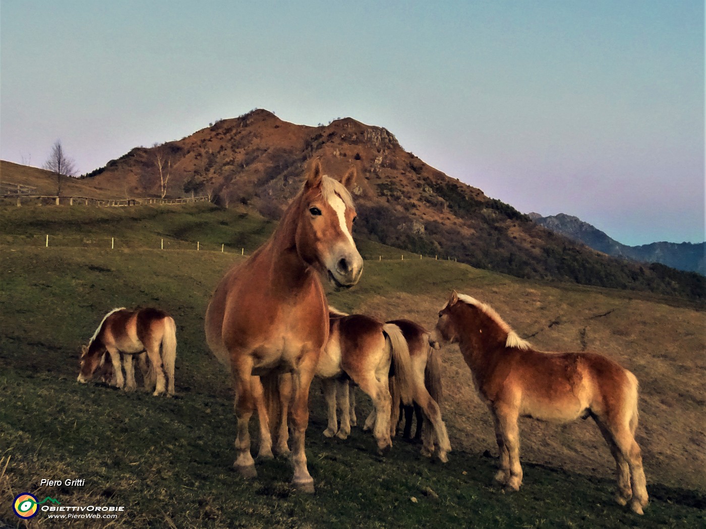 75 Con gli amici cavalli della Forcella di Spettino salutiamo il Monte Gioco .JPG -                                